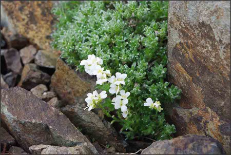 Arabis celereri.